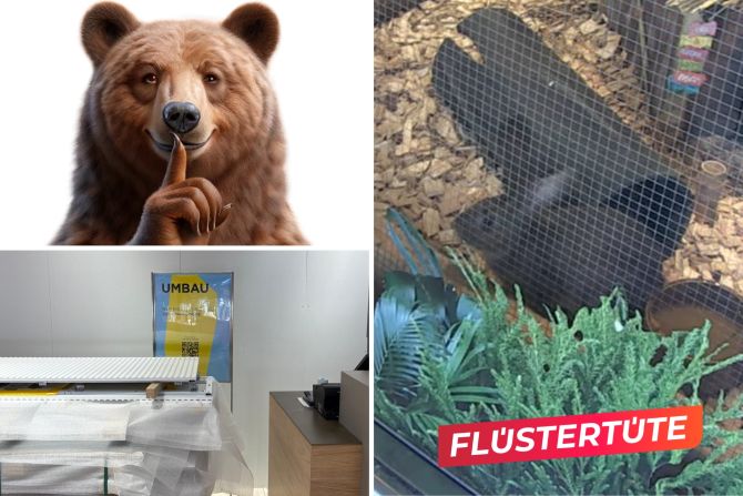 Loeb Hasen Schaufenster