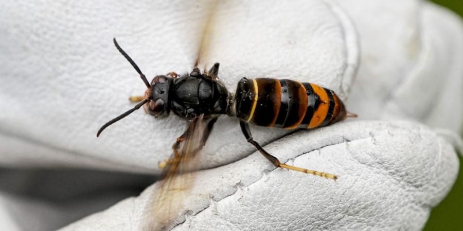 Asiatischen Hornisse