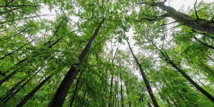 ARCHIV - Blick in die Baumspitzen des Lennebergwald. Foto: Jörg Halisch/dpa