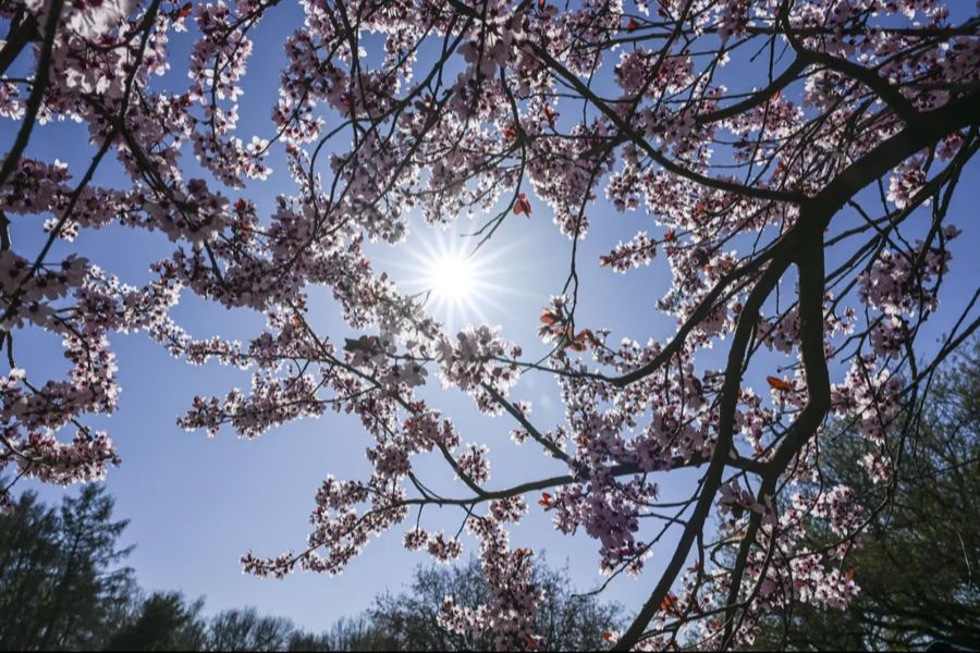 Ab Montag dreht das Wetter dann klar: Es wird täglich milder und erreicht gegen Ende der Woche bis zu 23 Grad mit viel Sonne.