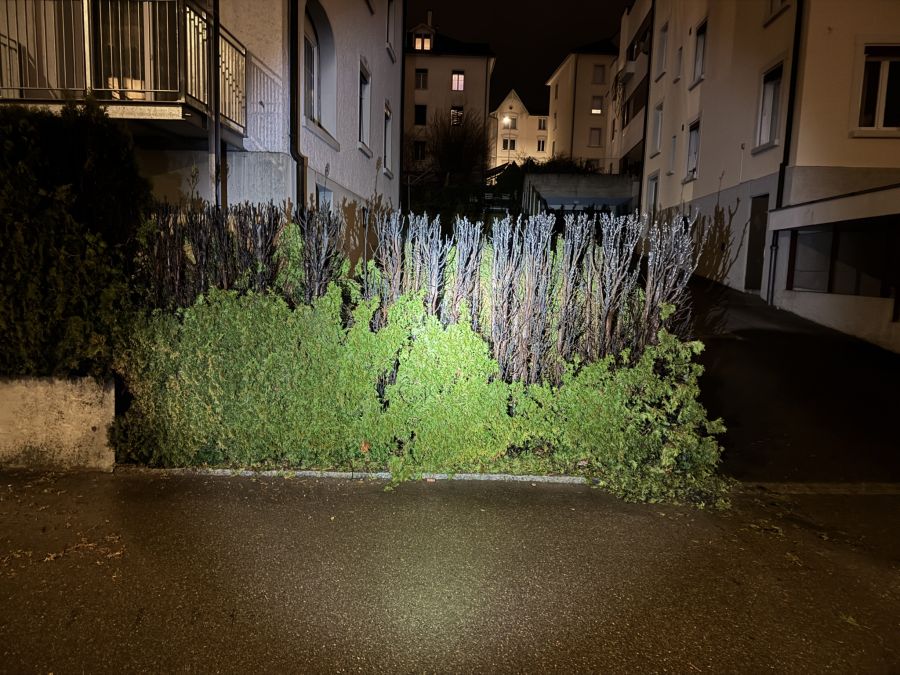 abgebrannte Hecke