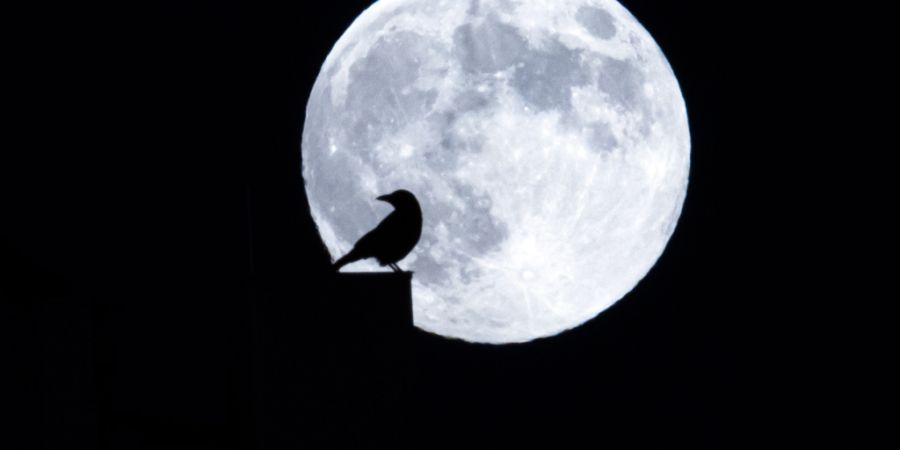 Nachtmenschen leben einer Studie zufolge oft ungesünder. Die gute Nachricht: Einiges daran lässt sich ändern – auch ohne früher ins Bett zu gehen. (Archivbild)