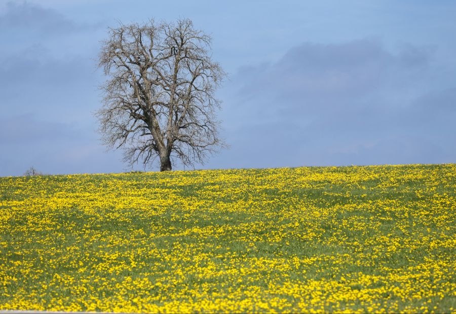 Der Frühling zeigt sich auch in der Natur von seiner schönsten Seite.