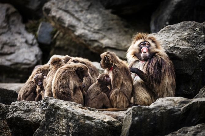 Dschelada zoo zürich