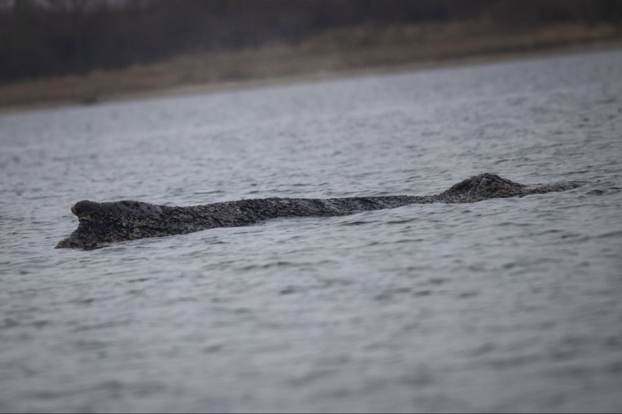 Seit Montag steckt ein Buckelwal in der deutschen Ostsee immer wieder fest.