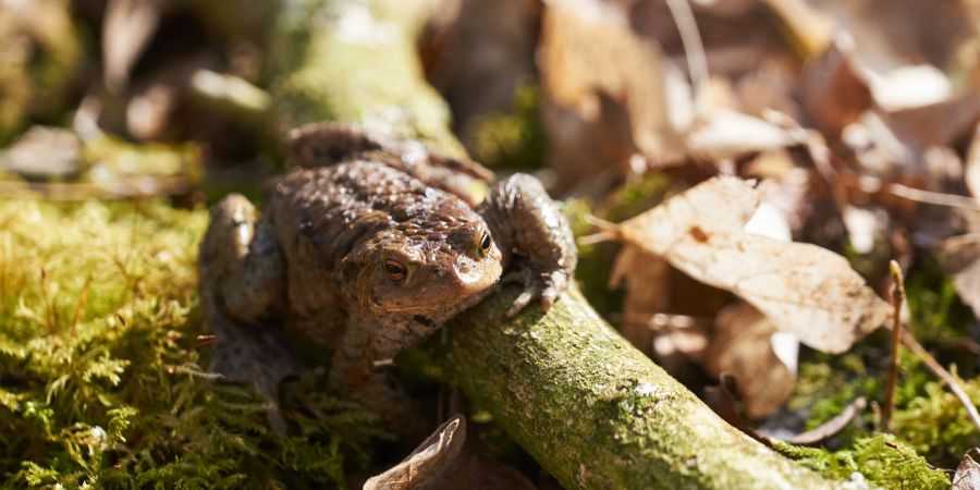 Erdkröte Wald Ast Amphibien