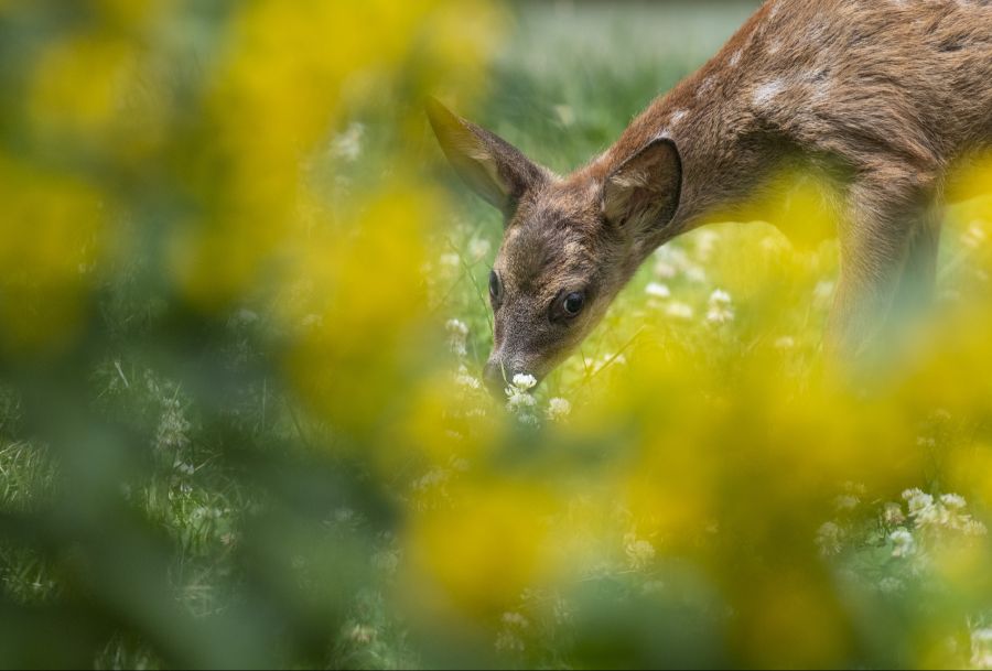 Wichtig sei es, die Wildtiere in Ruhe zu lassen. Diese hätten schon genug Stress.