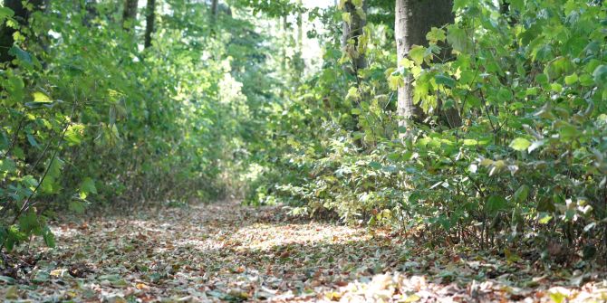 Wald kämpft ums Überleben: Hitze, Trockenheit und Stürme setzen den Bäumen immer stärker zu