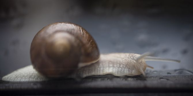 Schnecke
