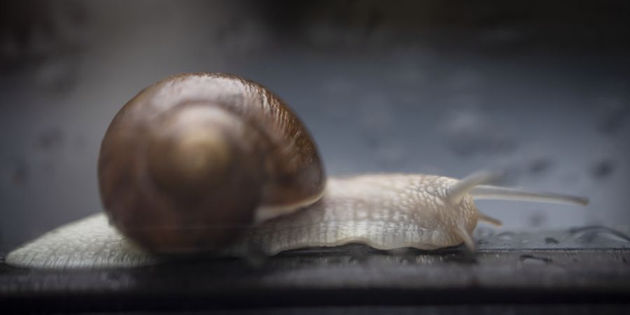 Schnecke