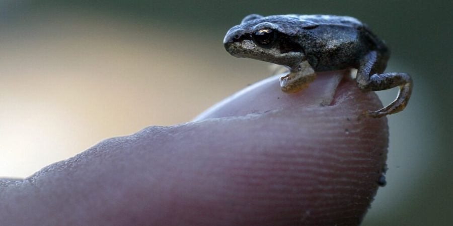 Die letzte in der Schweiz nicht gefährdete Froschart der Schweiz braucht laut einem Experten mehr Aufmerksamkeit: In den tiefen Lagen geht es dem Grasfrosch nicht gut. (Archivbild)
