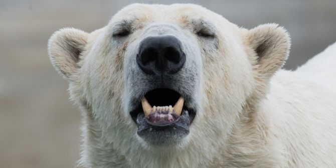 Eisbär