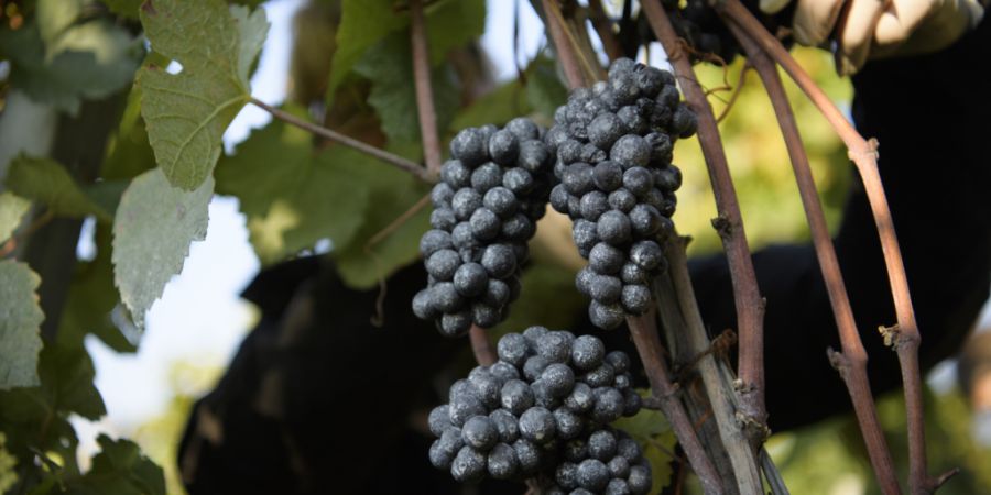 Während die Weinlese beim Schaumwein «Crémant» im Burgund früher beginnt, rechnen französische Winzer mit einer verspäteten Rot- und Weissweinernte. Die Trockenheit und die Hitze h...