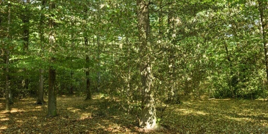 Der Verurteilte darf nicht im Wald spazieren gehen. Das hat das Verwaltungsgericht des Kantons Aargau beschlossen. (Symbolbild)