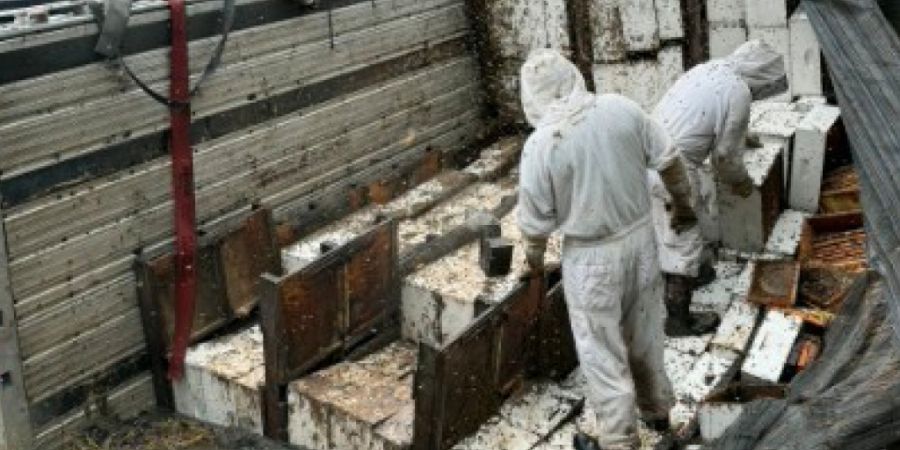 HANDOUT - Arbeiter transportieren Bienenstöcke ab, nachdem am 21. Juni 2026 im Orange County, Texas, ein Sattelschlepper mit rund 400 Bienenstöcken umgekippt war, wodurch Millionen vo...