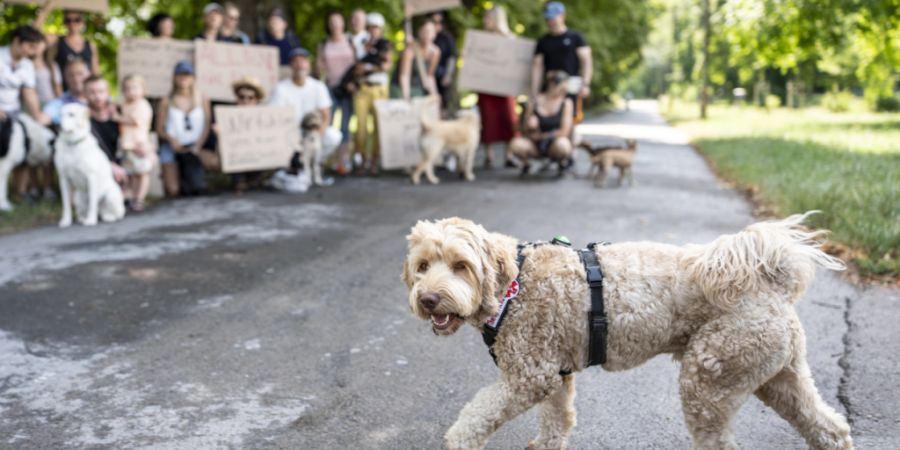 Hundebesitzerinnen und -besitzer wehren sich gegen die Sperrung eines Uferstreifens an der Sihl. Viele schickten deswegen Einsprachen an die Stadt Zürich.