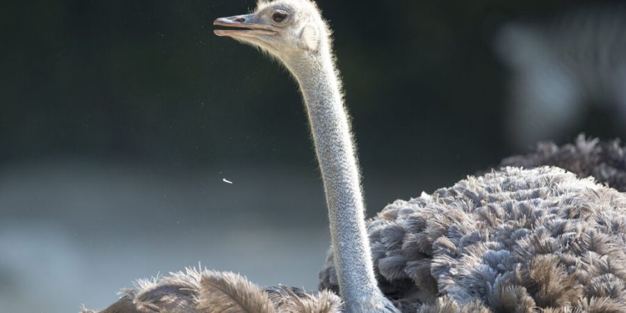 Ein Strauss ist im Zoo Basel zu Tode gekommen. (Archivbild)