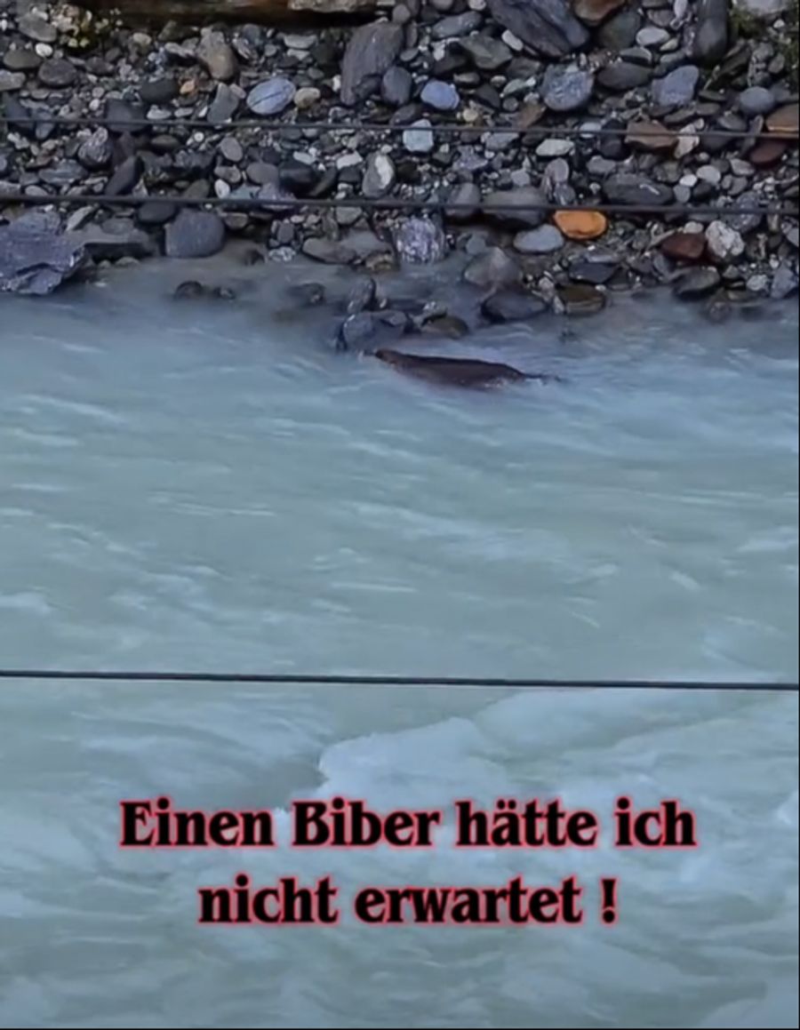 Klein, aber oho: Dieser Biber kämpft sich die Vispa hinauf.