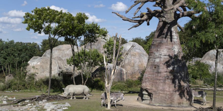 Der Zoo Zürich will bis 20250 elf artgerechte Lebensräume schaffen (im Bild die Lewa Savanne). (Archivbild)