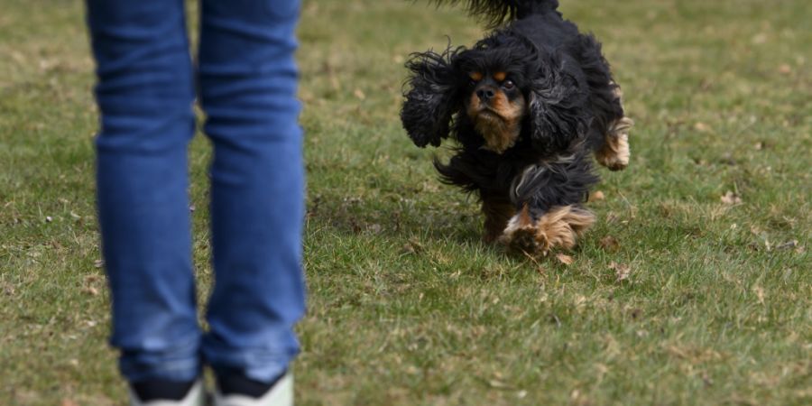 Hund und Hundehalter sollen im Kanton Schwyz einen Kurs besuchen müssen. (Symbolbild)