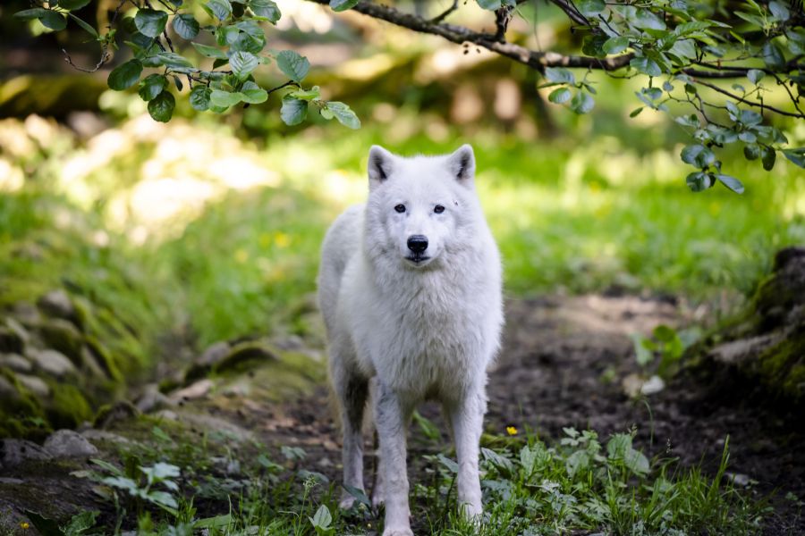 Der Wolf lief direkt auf einen zweijährigen Buben zu. (Symbolbild)