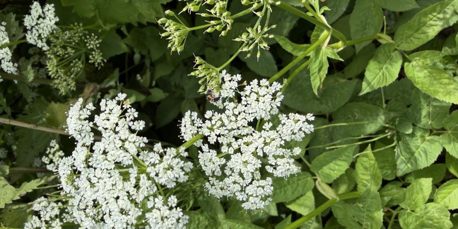 Wildkräuter vor der Haustür entdecken