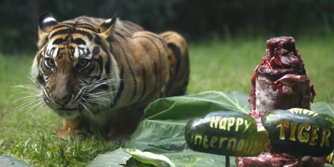 tiger