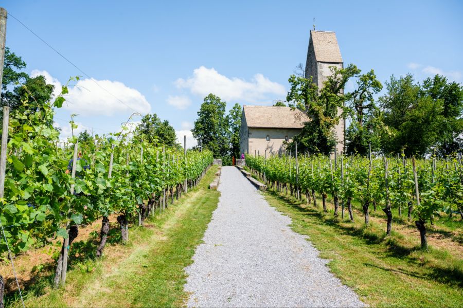 ... und die Kirche St. Peter und Paul befinden sich auf der Insel Ufenau.