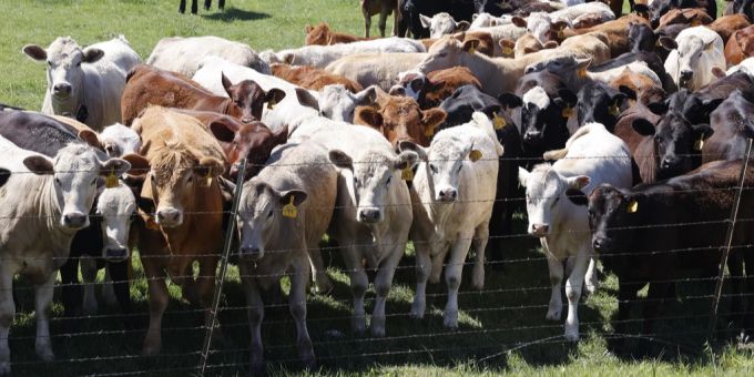 Bei 900 Milchviehbetrieben in den USA grassiert das Vogelgrippe-Virus. (Symbolbild) Virus Vogelgrippe