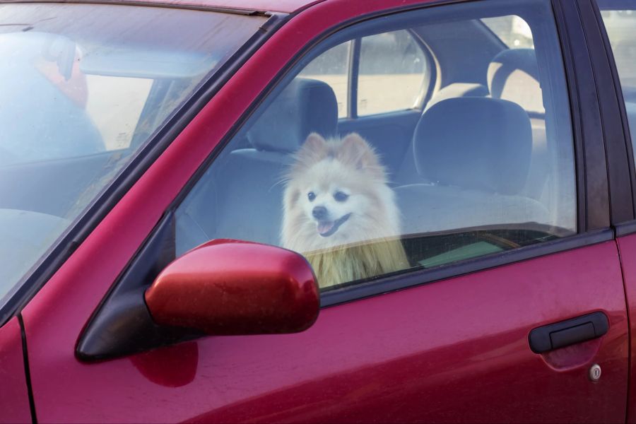 Hund im Auto