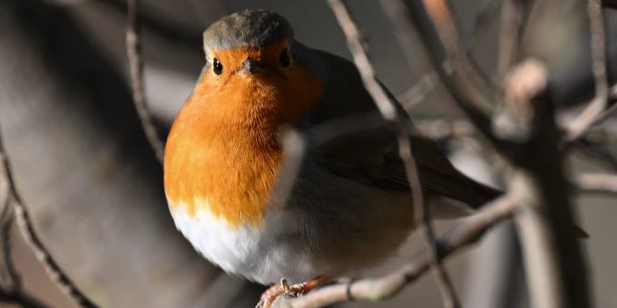 Das Rotkehlchen wurde in 60 Prozent der Schweizer Gärten gesichtet. Rotkehlchen