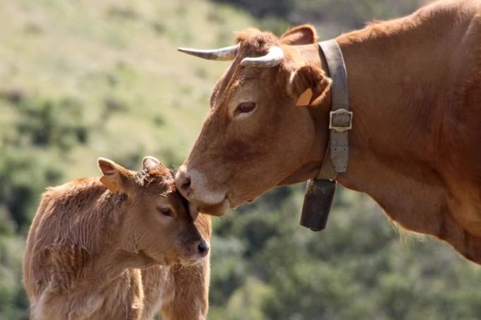 Nachhaltiger Genuss bedeutet nicht zu verzichten, sondern besseres Fleisch zu konsumieren. Alpahirt