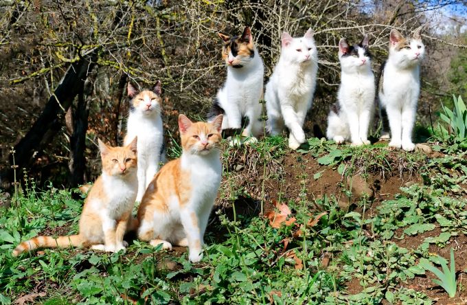 Tierschutz: Verwilderte Katzen werden in der Regel von einem Tierarzt untersucht. Katzen