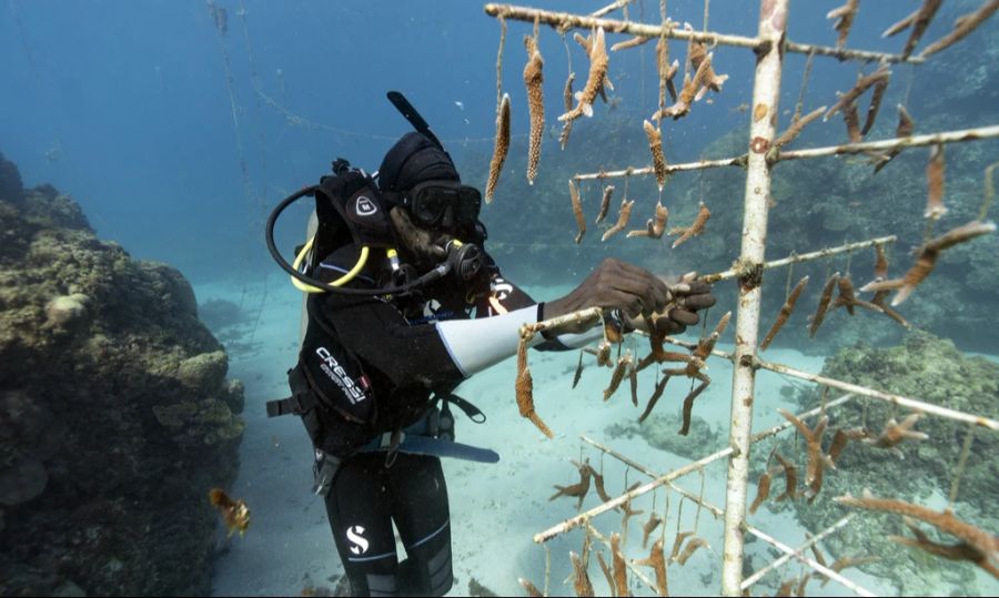 fische