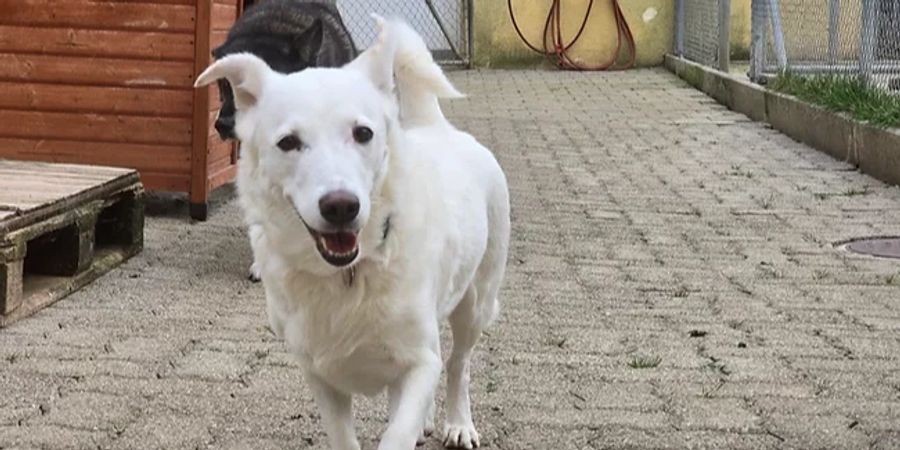 Tierschutz Schaffhausen Hund