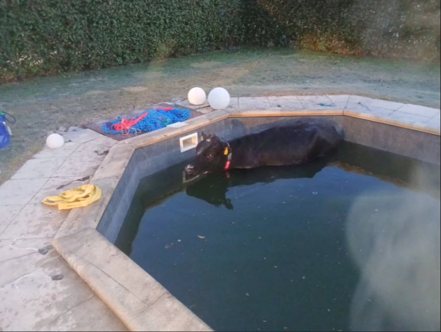 Eine ausgerissene Kuh landete während der Fasnacht in einer Tessiner Gemeinde in einem Swimming-Pool.