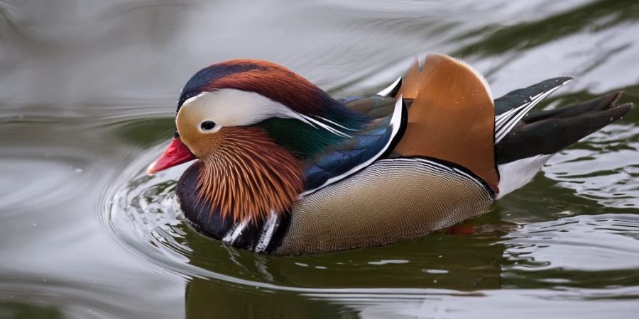 Mandarinente Wasser Vogelgrippe