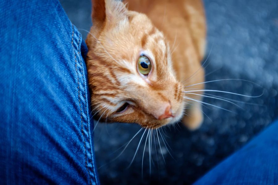 Katze reibt Kopf an den Beinen eines Menschen