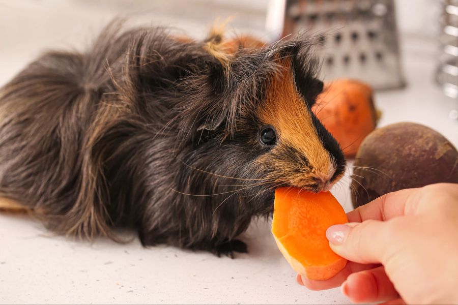 Meerschweinchen bekommt Karottenstück