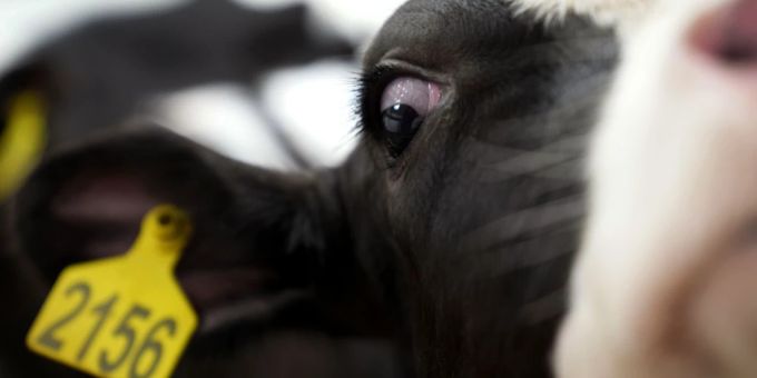 Von der Vogelgrippe sind nicht nur Vögel betroffen - auch andere Nutztiere wie Kühe können sich infizieren. vogelgrippe kuh