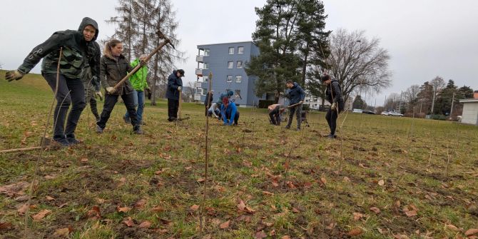 Pflanzung von Bäumen