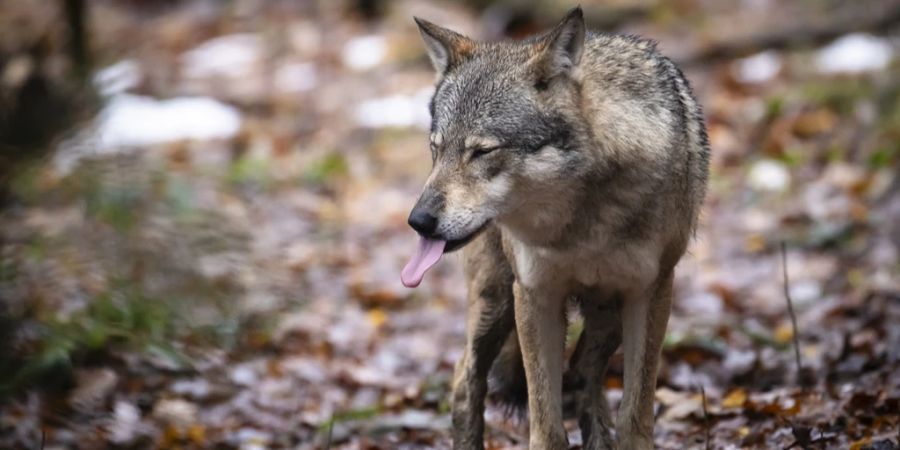 Wolf Wildnispark Langenberg