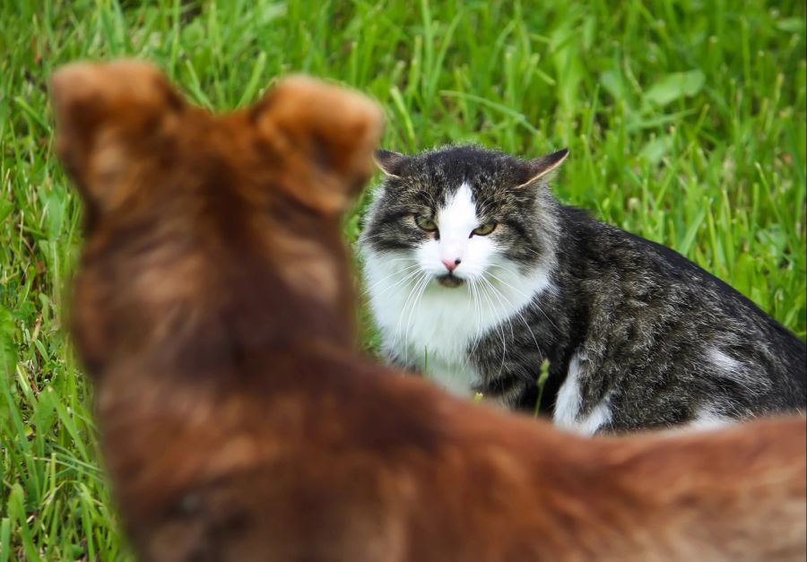 Hund und Katze