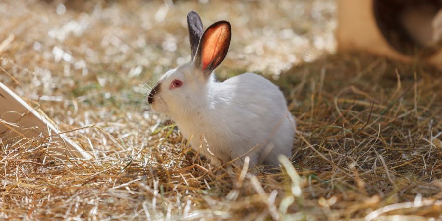 Kaninchen sitzt im Heu