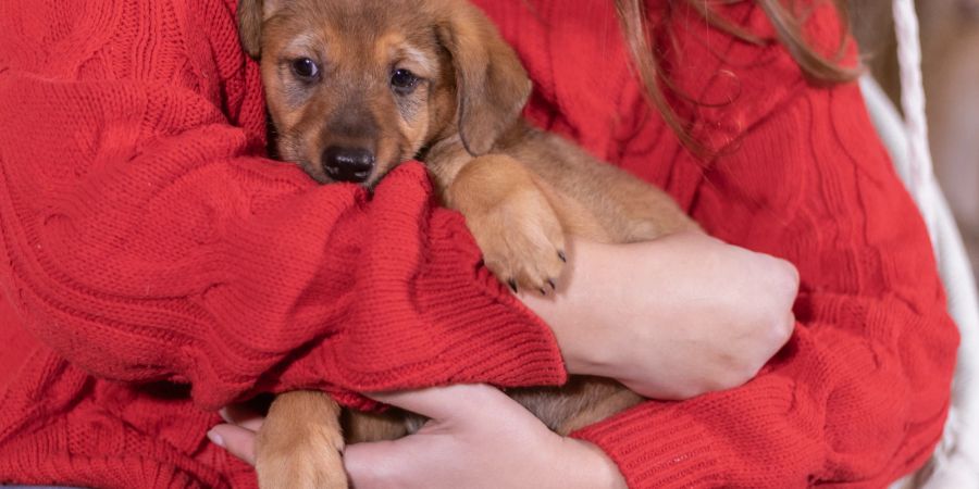 Frau mit Welpen im Arm