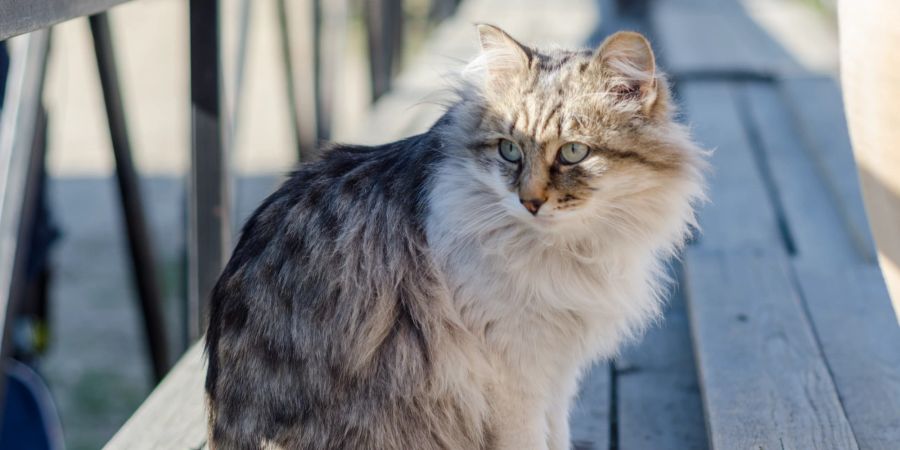 Katze im Freien