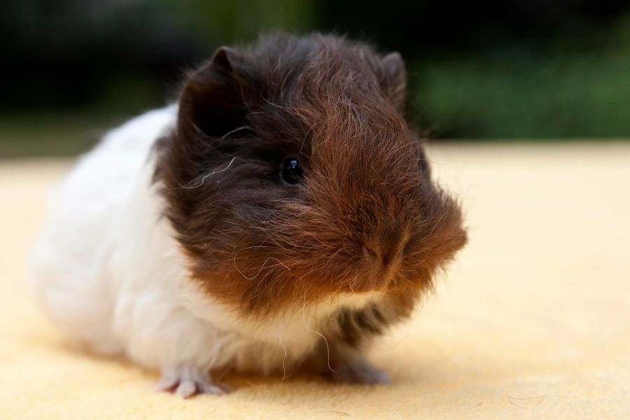 Meerschweinchen gibt es ganz viele verschiedene – Hier ein Teddy Meerschweinchen.