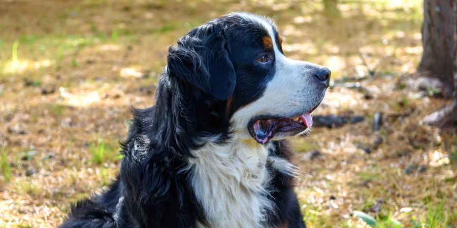 Hund im Freien