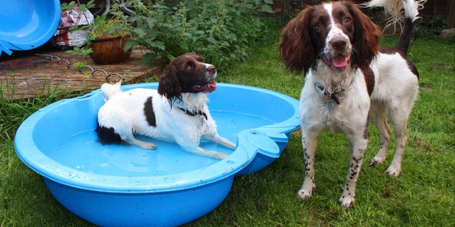 Hunde, Planschbecken