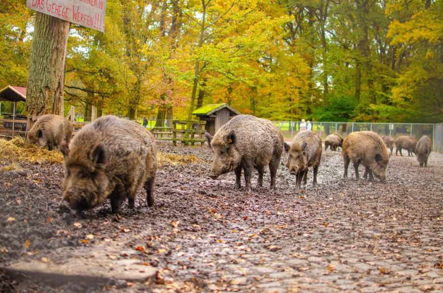 Die Guardia Civil setzt bereits seit 1981 auf Wildschweine.